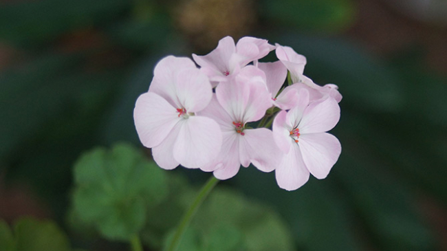 4 комнатных растения, которые лечат