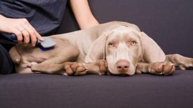 Если домашний питомец линяет: причины и план действий