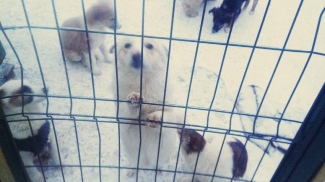 SOS! Приют «Островок надежды» должен освободить землю в течение 10 дней. Перепост!