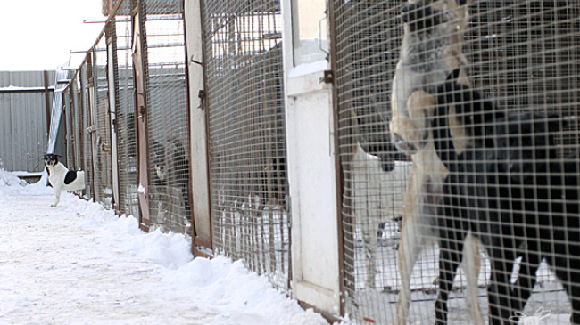 Голод угрожает почти двум сотням собак из столичного приюта