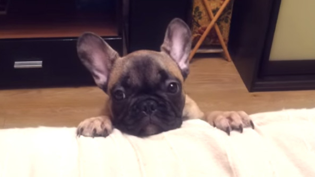 Acestui cățel i s-a interzis de 20 de ori să urce pe canapea. Răbdarea însă are limite chiar și la un câine...