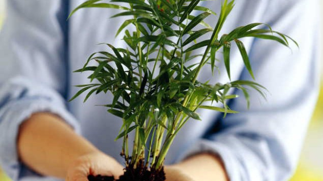 Uimitor! Ce se întîmplă dacă ai în casa ta plante de interior?