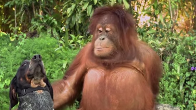 Cele mai dulci cupluri din lumea naturii. O lecție oferită oamenilor de către animale și păsări...