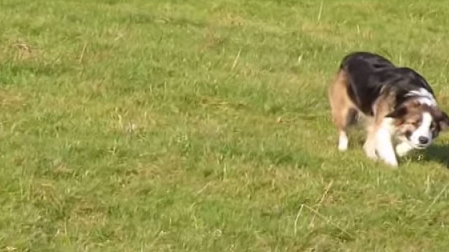 Spionaj profesionist: Singur James Bond ar putea învăța de la acești patrupezi!