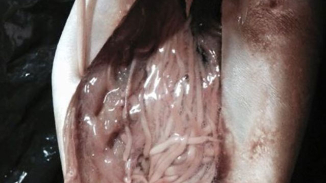 Внимание! В одном из рыбных магазинов Кишинева обнаружили мороженную скумбрию с паразитами!