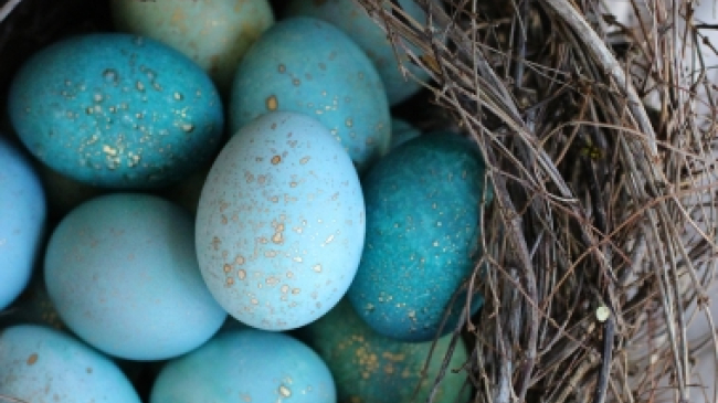 Sărbătorile de Paști: cum vopsești ouăle cu frunze de varză