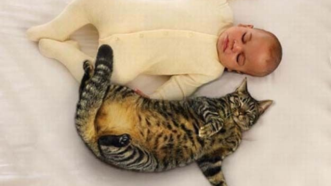 Появление новорожденного: четвероногий друг переживает