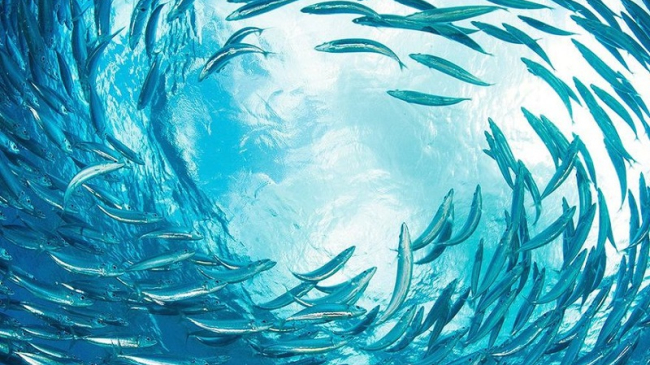 20 лучших снимков 2015 года по версии National Geographic