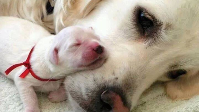 Când mama este alături, pot dormi liniștit!