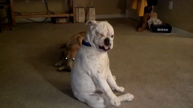 Пёс просто фанатеет от блюза