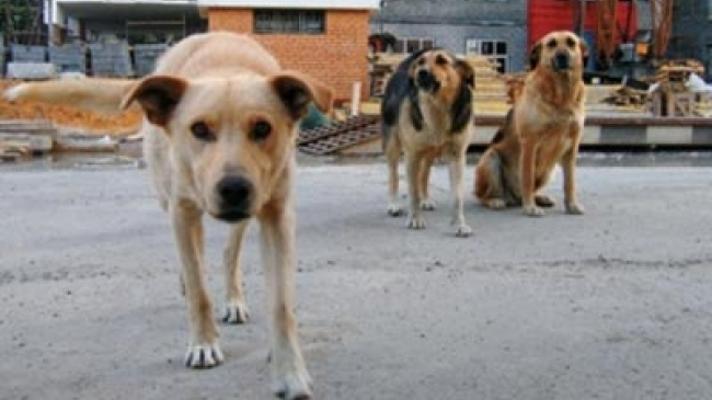 Un virus periculos bîntuie ţara noastră