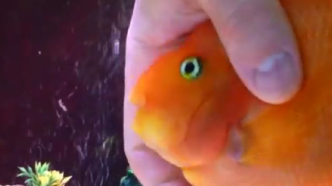 În fiecare seară peștele își așteaptă cu nerăbdare stăpânul. Nu vei ghici niciodată de ce anume