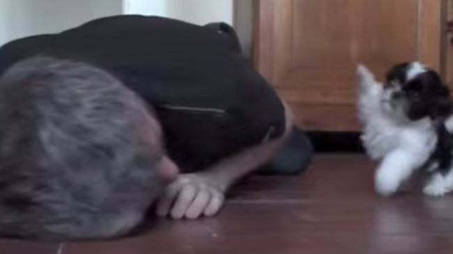 Щенок так старался понравиться хозяину... Заряд позитива на весь день!