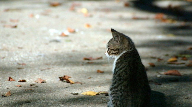 Ученые рассказали, почему коты любят одиночество