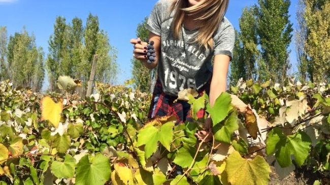 Olia Tira a participat la procesul primar de preparare a vinului