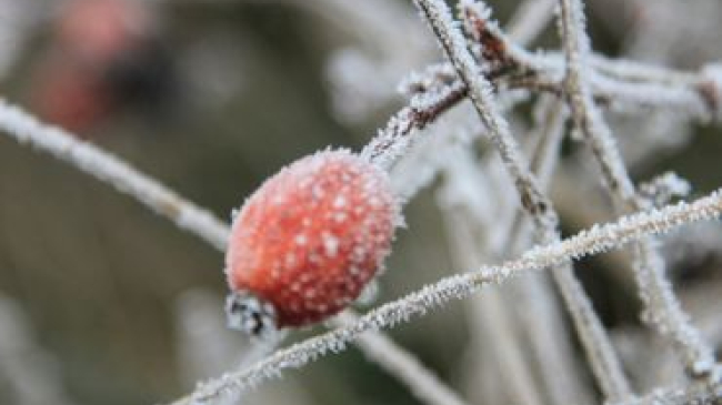 В День города ожидаются заморозки до -4 градусов