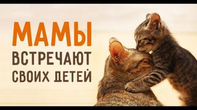 Mamele își întâlnesc copii