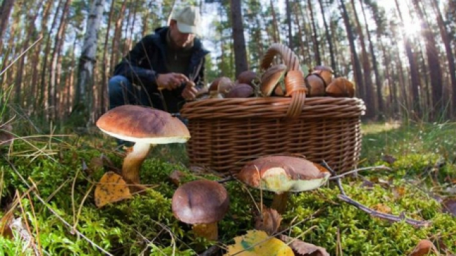 Грибы в Молдове в этом году несут в себе большую опасность