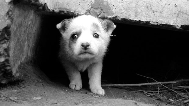 Стартовала кампания "Молдова без жестокости"