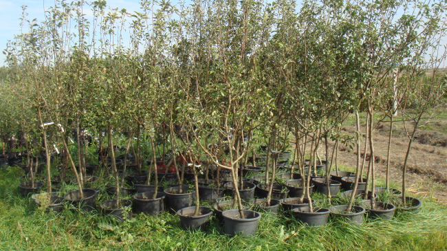 В Национальный день озеленения в Молдове высадят более 260 тыс. саженцев