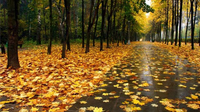 Продлен "желтый код" в связи с сильным ветром