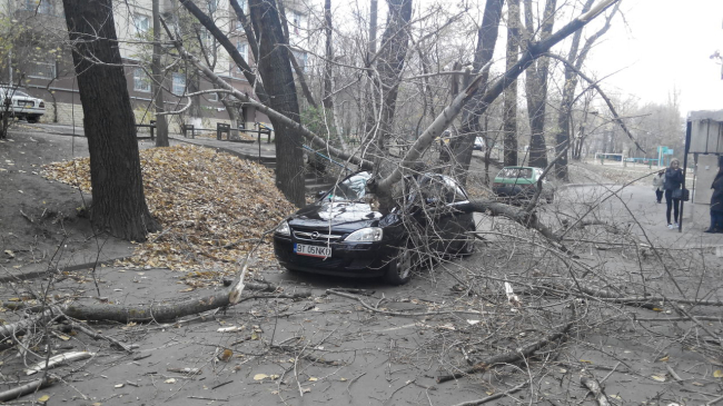 В Кишиневе сильный ветер повалил десятки деревьев