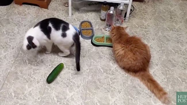 Ролик с неожиданной реакцией котов на огурцы стал вирусным