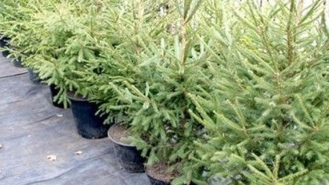 Сколько стоят первые елки, появившиеся в продаже