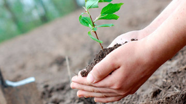 На прошлой неделе в Кишиневе было посажено более 600 деревьев