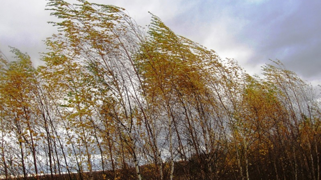 Синоптики предупреждают об усилении ветра