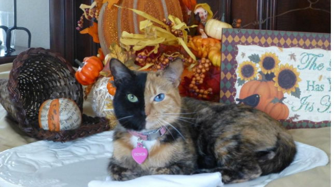 Кошка с двумя «лицами» стала интернет-сенсацией