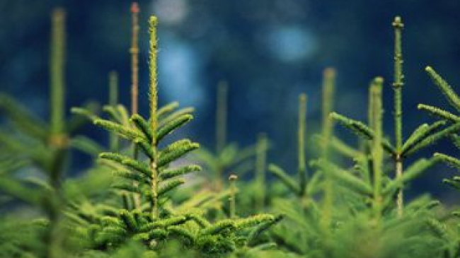 Во сколько обойдется кишиневцам новогодняя елка