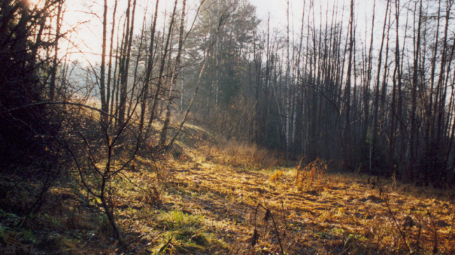 Новая неделя начнется с теплой погоды и слабых дождей