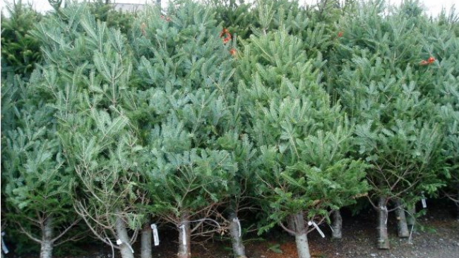 Более 30 тысяч елок были выставлены на продажу в этом году агентством Moldsilva