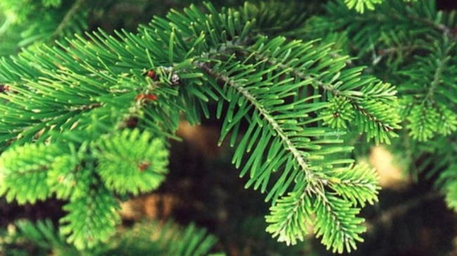 Новогодняя елка: что вы о ней не знаете