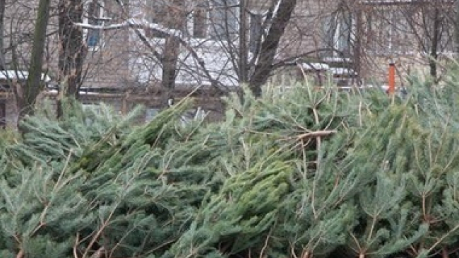 Рождественские елки в столице собирают на переработку
