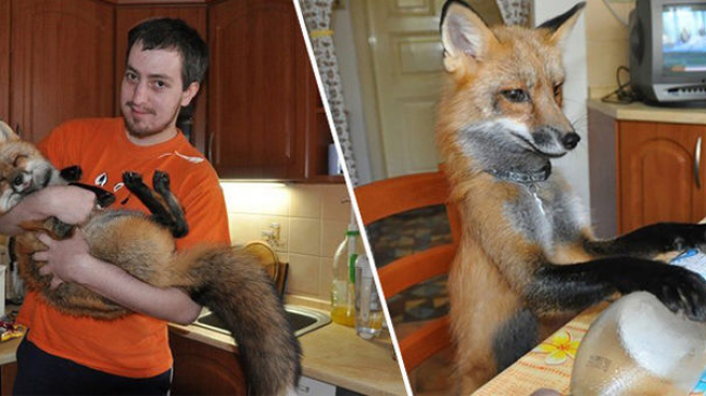 Парень купил лису на меховой ферме, чтобы спасти от гибели, и вот какая она стала