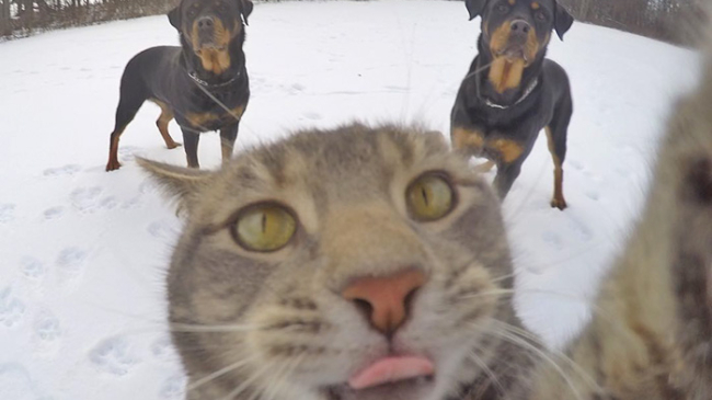 «Селфи-кот» завоевал Instagram