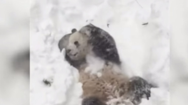Зоопарк в Вашингтоне показал видео купающейся в снегу панды