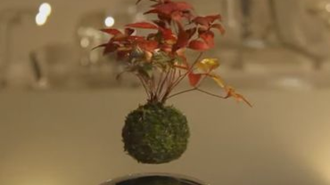 Летающее дерево - новое изобретение японцев