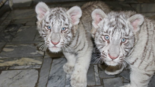 В кишиневский зоопарк привезли двух бенгальских тигрят