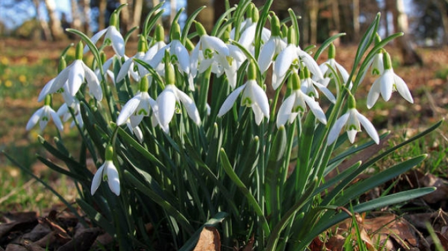 Подснежники есть в продаже, несмотря на запрет