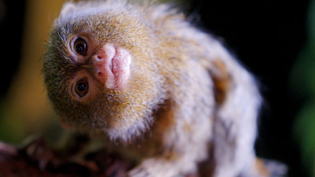 В кишиневском зоопарке на свет появился детёныш обезьяны-игрунки